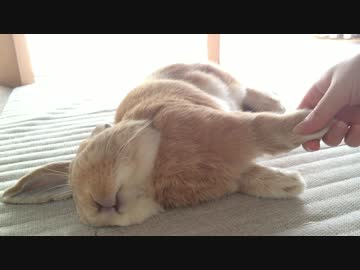 ｳｻｷﾞ ｶﾞ ｵｷﾅｲ!!!    うさぎのきなこ  #２０
