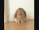 うさぎのきなこ　＃２１　睡魔に負けたうさぎ