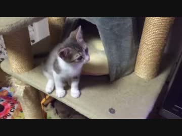 椎名林檎にハマる子猫