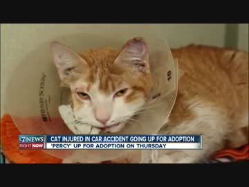 海外の猫ニュース【事故】