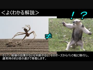 ゆっくり動物雑学「バック転する…」