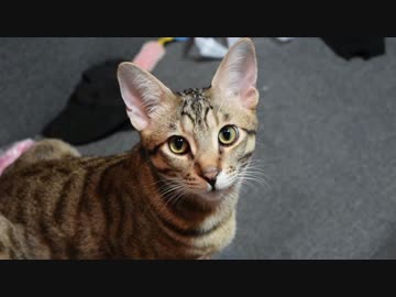 【ティガロビ生活記】高画質となって帰ってきた猫たち