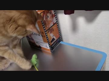 拾いねこ＠生後1179/1146日目　じゃらされアコツキ