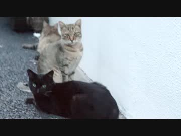 猫時空の4兄弟、合体超奥義を繰り出す