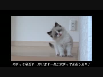 ラグドールのレオ　Vol92 最終回　新たな物語の序章！？