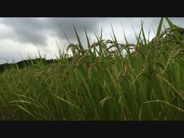 【癒し系ＢＧＭ】 稲穂と虫の声　【自然音】