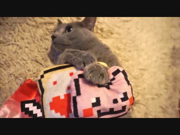 にゃんこ おーヴぁーぺろぺろ