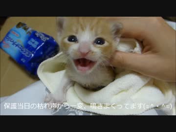 ルゥ、保護翌日「にゃ～～～～～～～～～～」