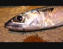 アウトドアをやろう！「釣ったサバで〆鯖食べるぞ」 in 八丈島