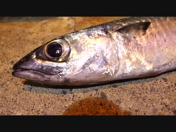 アウトドアをやろう！「釣ったサバで〆鯖食べるぞ」 in 八丈島