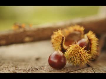 野良猫式ソロキャンプ長月の巻 2015 後編 もう秋になってるよ