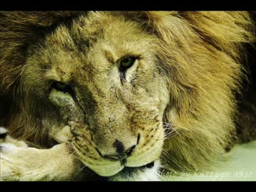 フリーBGM「さよならライオン」