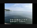 【ウキ釣り】小樽でサヨリ釣り
