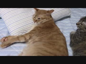 拾いねこ＠生後1180/1147日目　枕を使うと気持ち良いらしいですね。