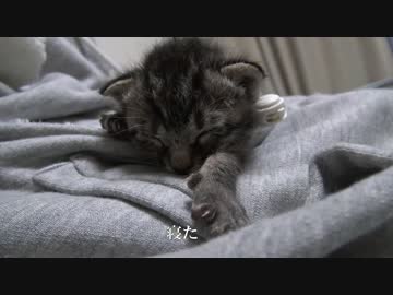 サトイモ子猫兄弟、猫専用パーカーで母のぬくもりを感じる