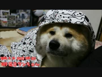 【秋田犬】日めくりかのこ ～2歳児代～