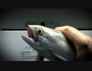 【料理】釣ってきた魚を調理してたらえらいことになった