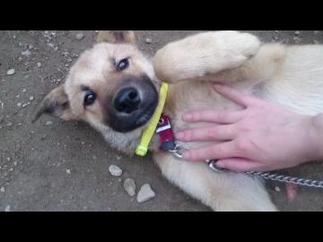 子犬はカメラマンとだって遊びます