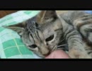 【ぬこ】迷いネコを保護したら子猫が増えてしまったでござる。