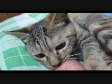 【ぬこ】迷いネコを保護したら子猫が増えてしまったでござる。