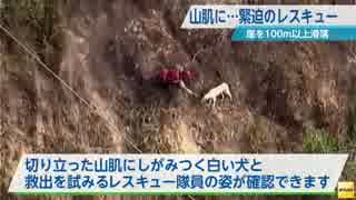 切り立った山肌で転げ落ちた犬を救助