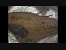 焼かれる赤身魚だって