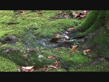 【癒し系ＢＧＭ】　雫と雨音①　【自然音】