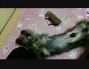 警戒心ゼロの犬