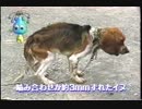 噛み合わせが３mmズレただけで自律神経失調を引き起こした犬