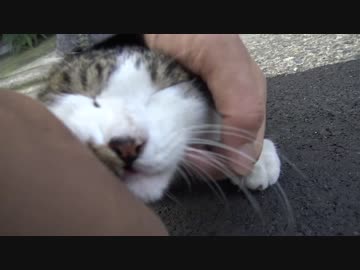 未踏エリアの最強に懐こい猫に遭遇したのでモフってみた