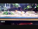 コリドラス(がいる)水槽にエサやり　その5