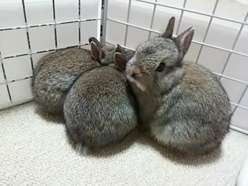 仔うさぎ成長日記（7）生後22日目～24日目