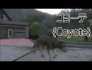 【GTA5】動物図鑑「コヨーテ」【PS4】