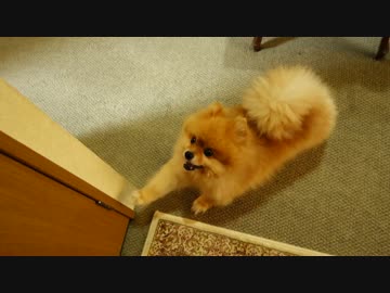 やる気満々なポメラニアン。
