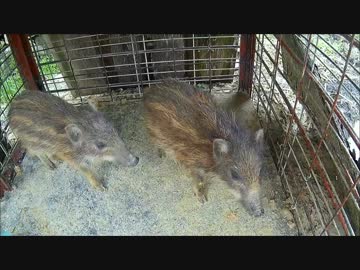 平成２７年９月２８日　イノシシ＆ウリボウ