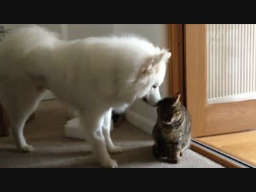もふもふなサモエドが猫と友達になってから