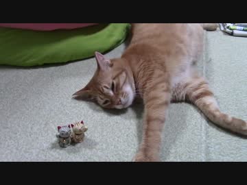 拾いねこ＠生後1182/1149日目　匠さんが帰って来てから撮ったもの