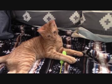 ねこねこがやってきた part１３
