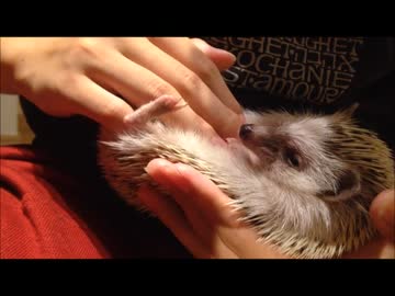 ブチギレハリネズミを寝かしつける方法