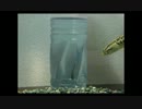 9.28【こめ散歩】雷魚のエサ鳥.mp4