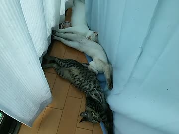 お昼寝する猫