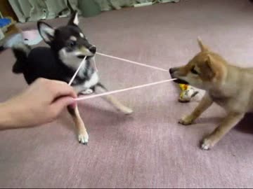 柴犬りょう＆ゆずの１０分間(１５年９月２９日)