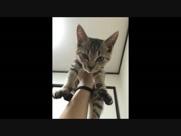 【猫】　職場に捨て猫が・・・　【出会い】