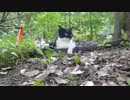 いつも一緒新猫スポットの猫たち