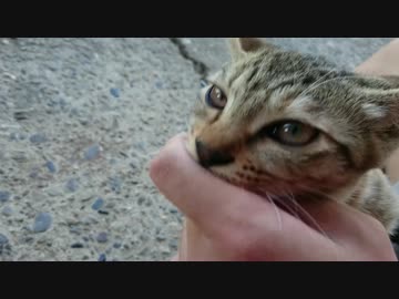 ひたすら吸い付くにゃんこ　その2