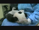 2015年9月26日中継のハイライト 萌萌（モンモン）の子に排便をさせる。