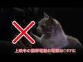 映画『先生と迷い猫』劇場マナー予告第2弾“猫が教える劇場マニャー講座”