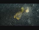 遊離直前のアンドンクラゲの仲間(Carybdea marsupialis)
