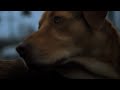 映画『ホワイト・ゴッド 少女と犬の狂詩曲』予告編