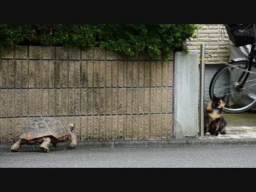 キアシガメと近所の猫